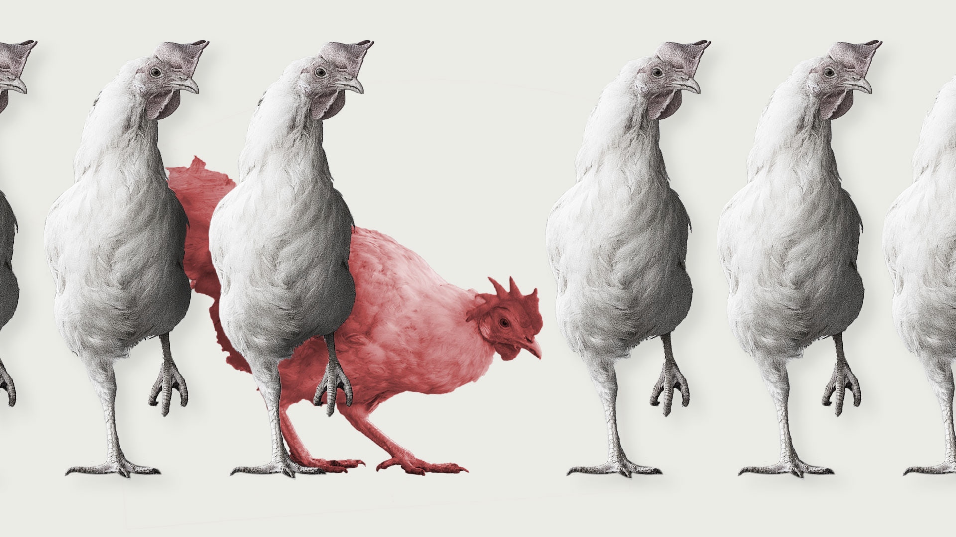 Newsheader vogelgriep en hobbyboeren